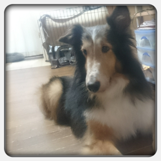 ありがとうございました♪おっとり大人のシェル