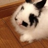 ぴょんまる