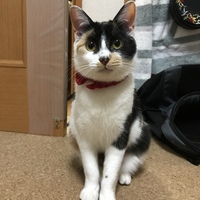 きなこ