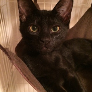 元気はつらつ！わんぱく黒猫きょうだい【ナイル】