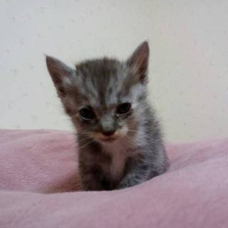 平成30年12月22日生まれの子猫の里親さん募集☆