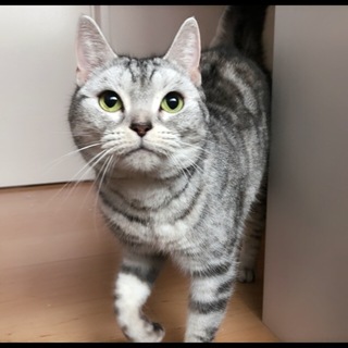 長足 マンチカン 人懐こい