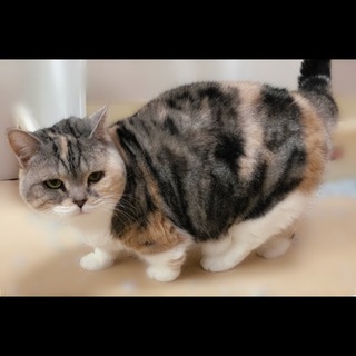 三毛柄 短足 マンチカン