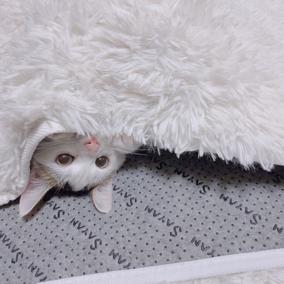 もふのカバー写真