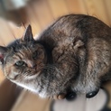 ぱっつん前髪ねこさん
