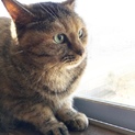 ひかえめゆったり猫さん