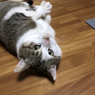 キジ白の甘えん坊の男の子