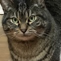 ぽってり優しい猫さん
