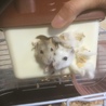 えりはむ84
