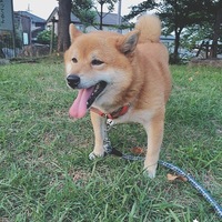 松
