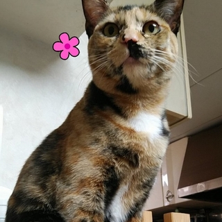 ゴージャス叶姉妹美香さん