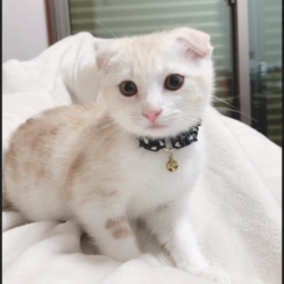 甘えん坊のスコティッシュフォールドくん