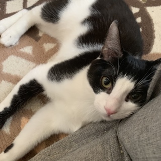 #白黒 吉兵衛くん(きちべぇ)