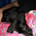黒ラブちゃん8ヶ月