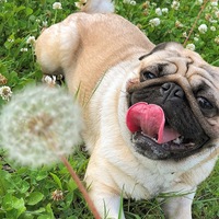 ししまる