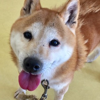 優しくおとなしい柴犬のくるみちゃん/一旦停止します