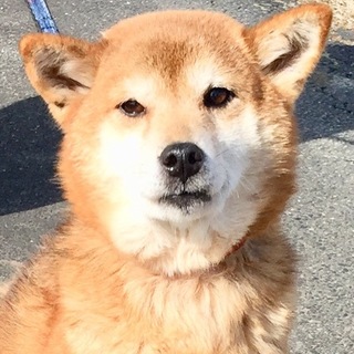 人懐い賢い柴犬のかすみちゃん/有難うございました！