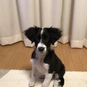 ボーダーコリー  5ヶ月メス。内容を確認して下さい