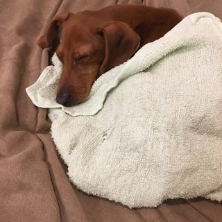 ダックス×ピンシャーmix 1歳10ヶ月♂