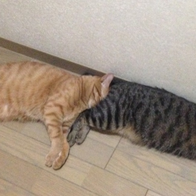 ウ！！！のカバー写真