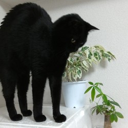 お日様も良いけど・・・。