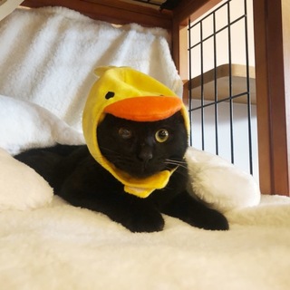 抱っこおねだり黒猫こねこ