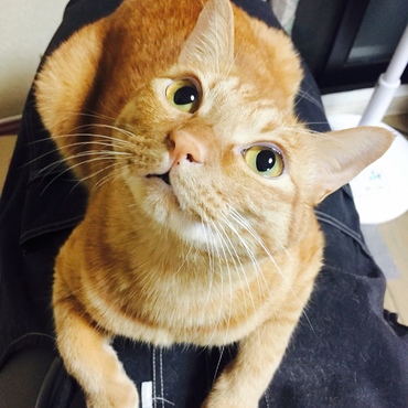 虎之助の写真