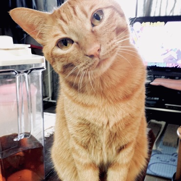 虎之助の写真