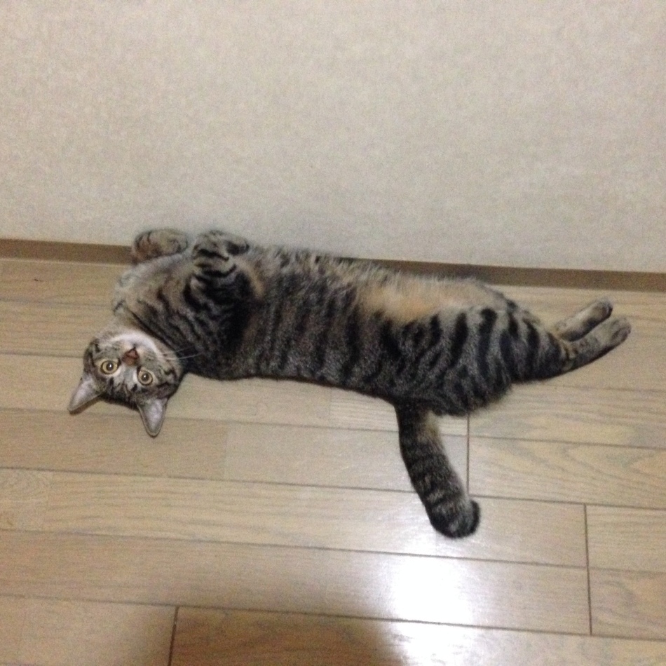 ぽぽちゃんのカバー写真