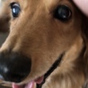 ケント紙