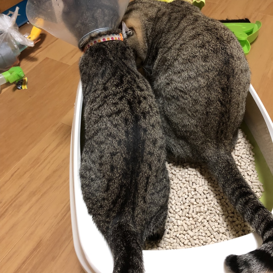 colaのカバー写真