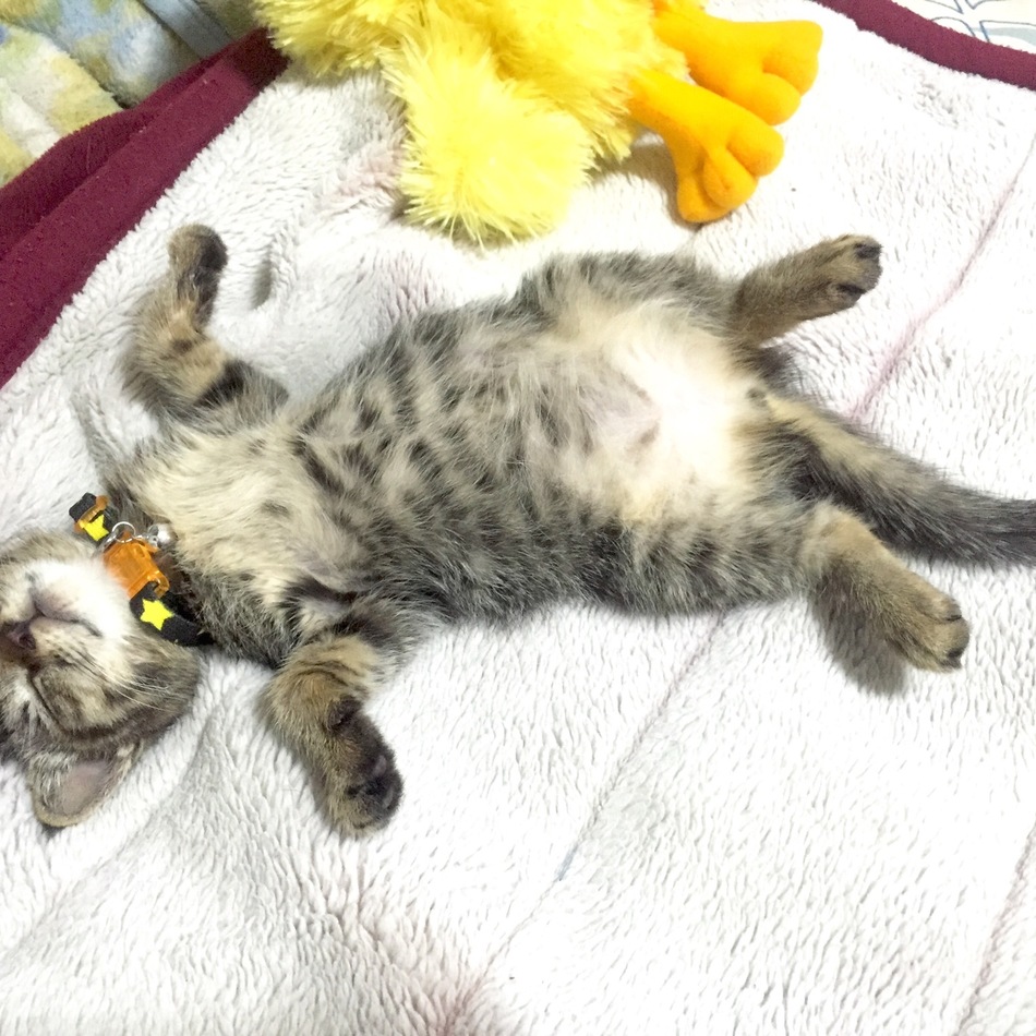 バブルスのカバー写真