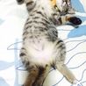 子猫の頃