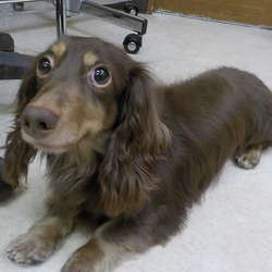 アニマー湯譲渡会 サムネイル3