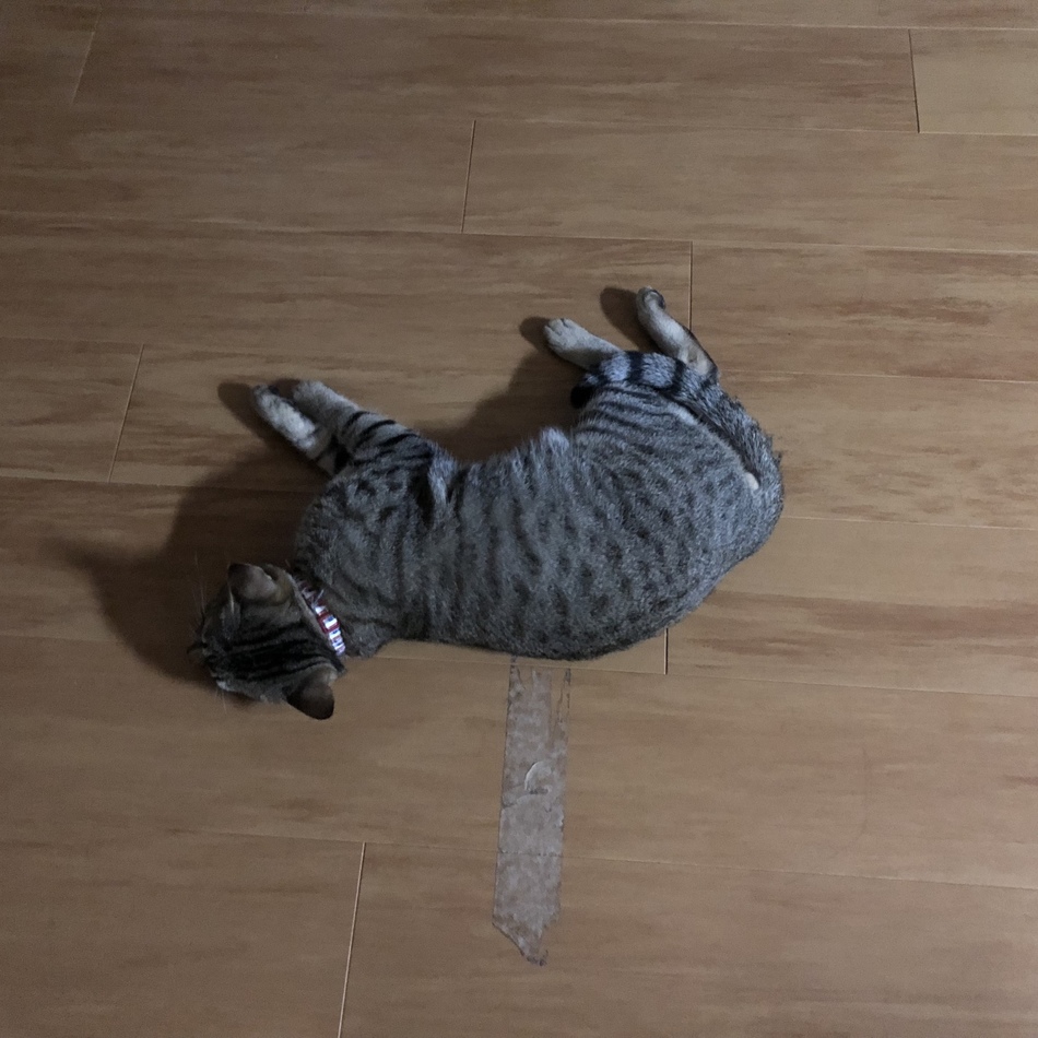 hatのカバー写真