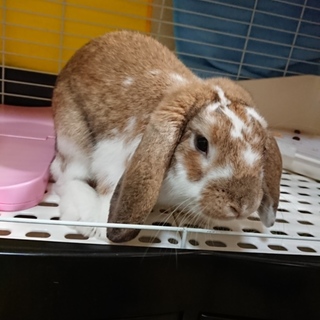 ロップイヤーの里親募集です