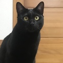 交渉中