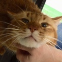 ゴロスリ美猫ソマリ男の子
