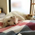 目が合うだけでコロリン♪ぼくポ茶
