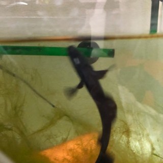 ブラックゴースト