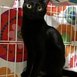 クロスケの心の壁を薄くしてあげてほしい♡