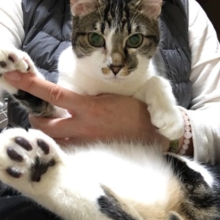 甘えん坊のボク９日の譲渡会参加します(=^ェ^=)