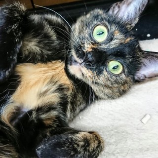 ビックリまなこ♪}【ΦωΦ】{サビ柄の女の子