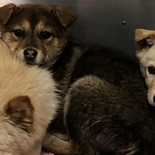 保健所より引き出しました　茶色　オス