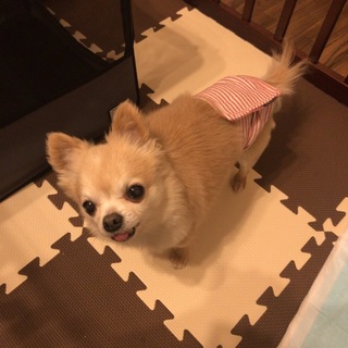 この子を大切に育てていただける方探しております。