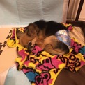 大切に育てていただける方探しています。