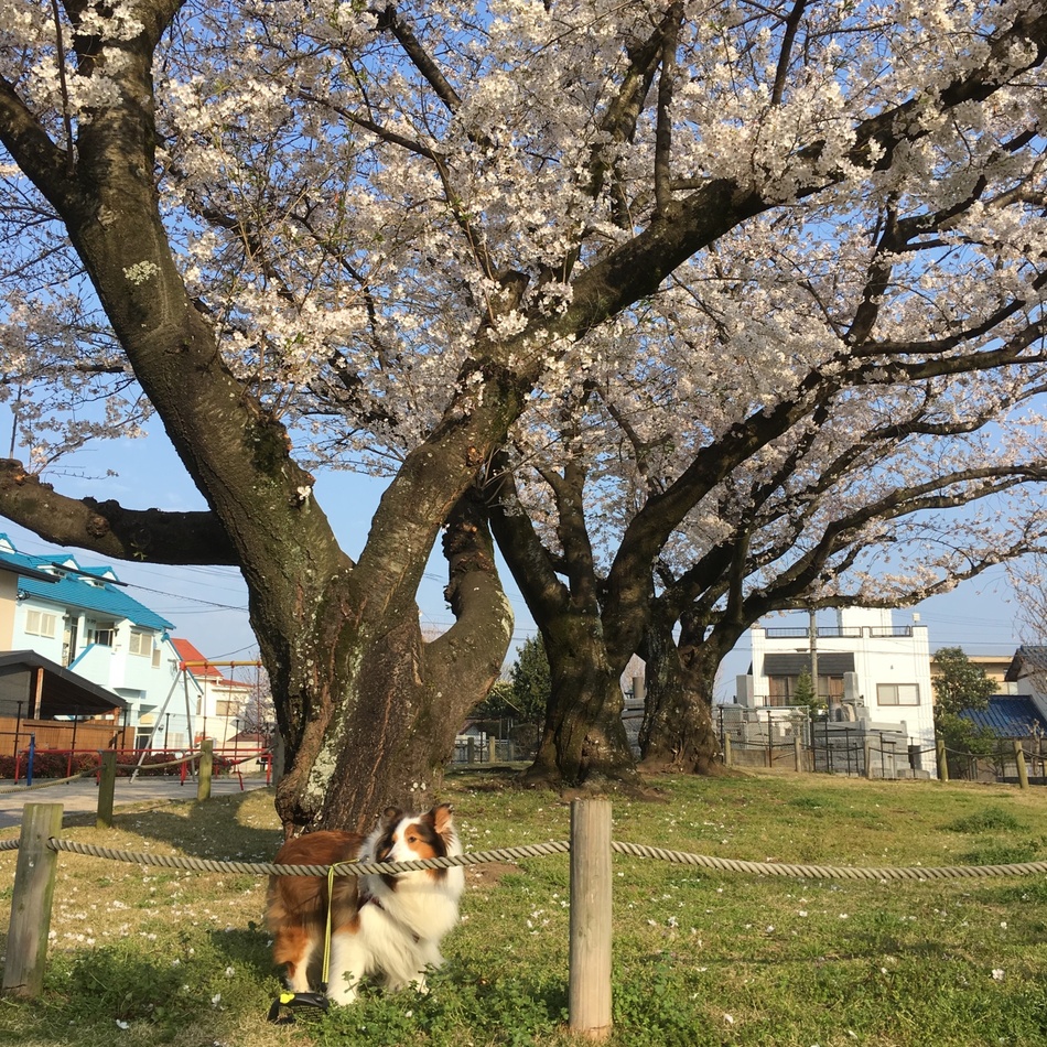 イヴのカバー写真