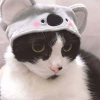 ぷん