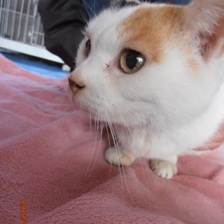 トライアル為、一時停止