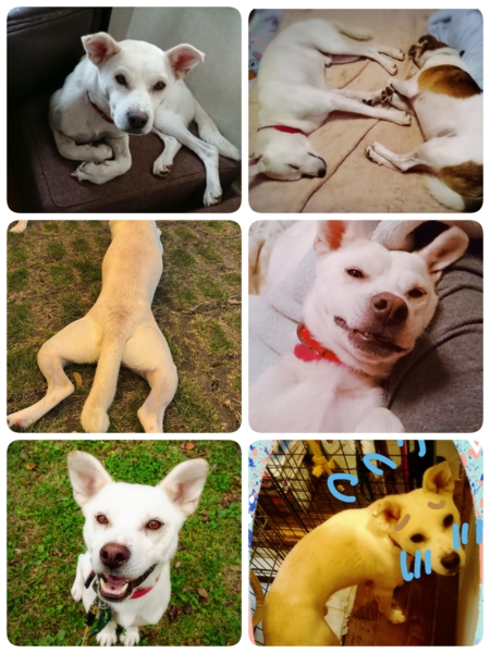 性格花丸 犬猫とも仲良し 埼玉県 犬の里親募集 ペットのおうち 月間利用者150万人